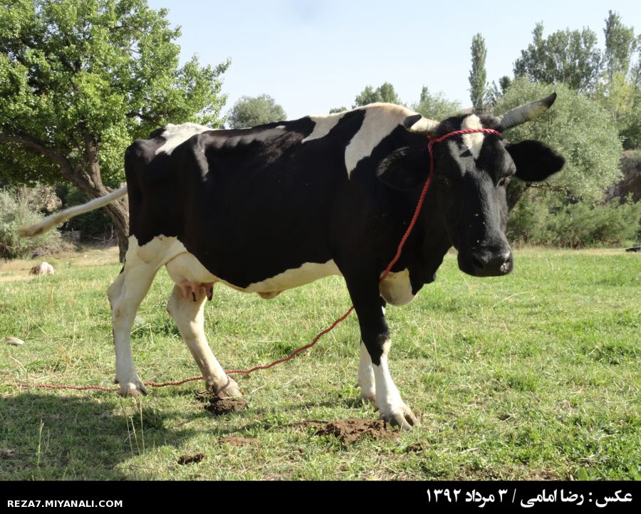 گاو از زاویه ای دیگر ! 