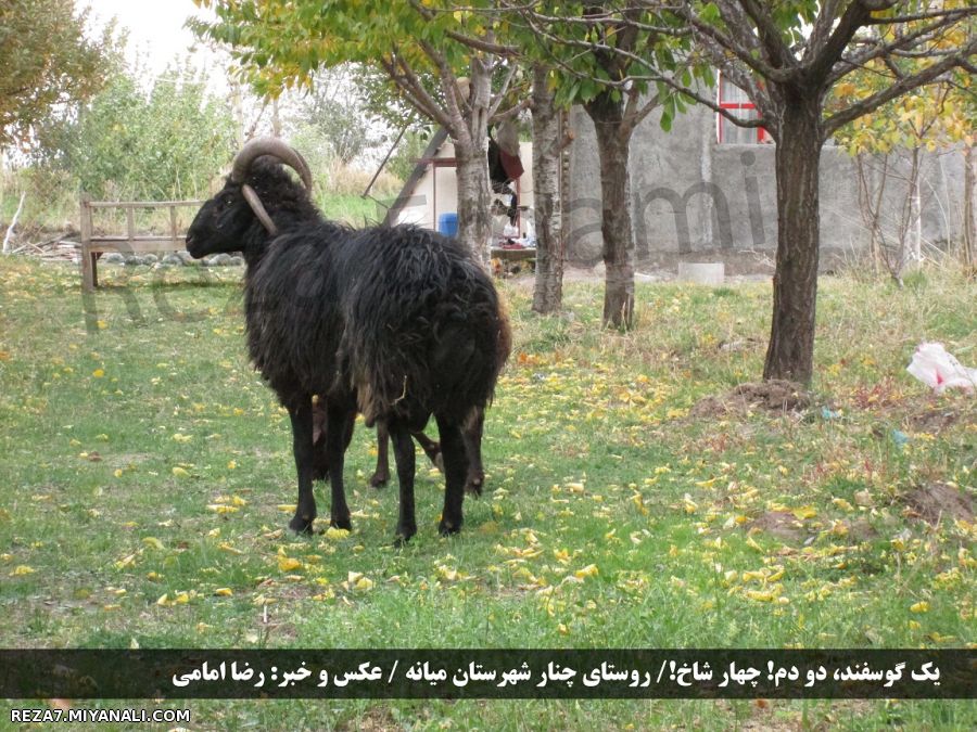 مشاهده یک پدیده نادر در میانه! یک گوسفند، دو دم! چهار شاخ!