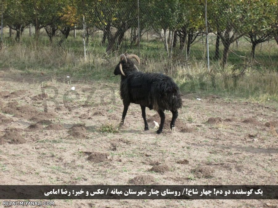 مشاهده یک پدیده نادر در میانه! یک گوسفند، دو دم! چهار شاخ!