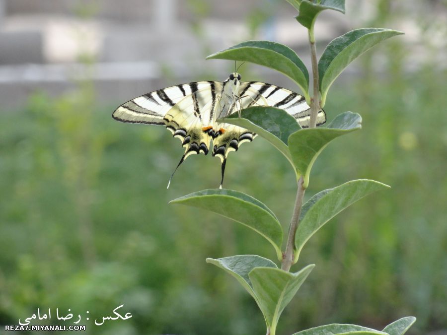  تقدیم به او که هرگز مرا درک نکرد ...