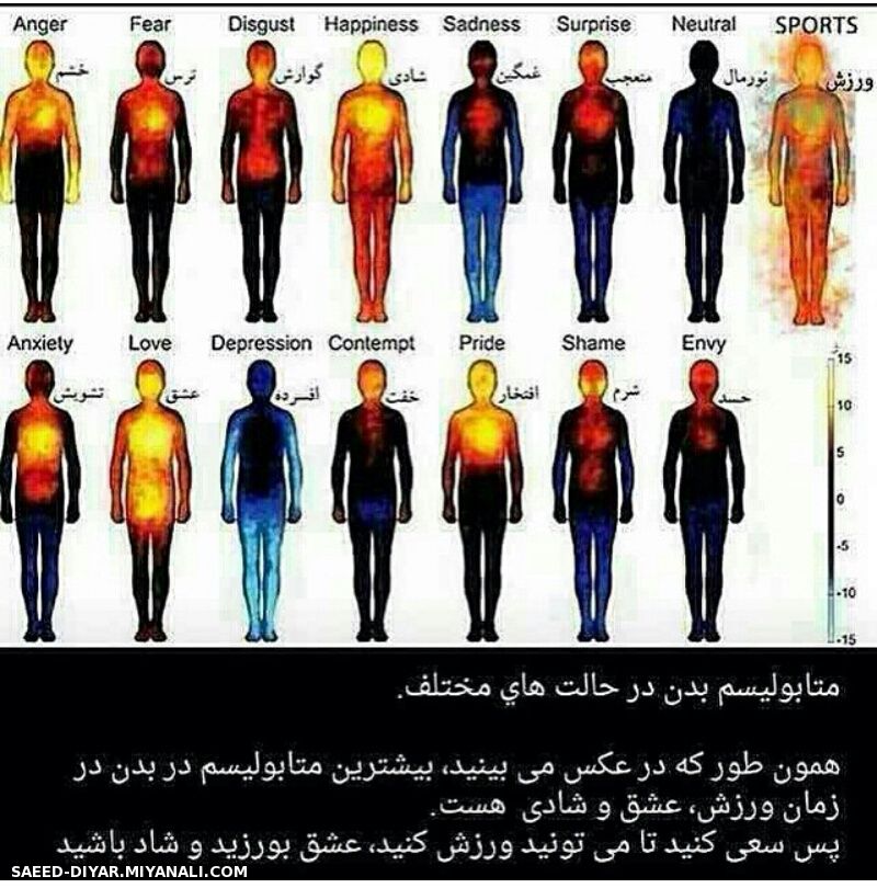 متابولیسم بدن در حالتهای مختلف