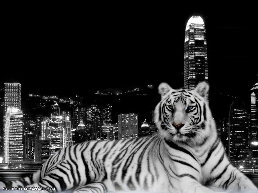 The tiger and city