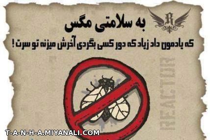 به سلامتی مگس..