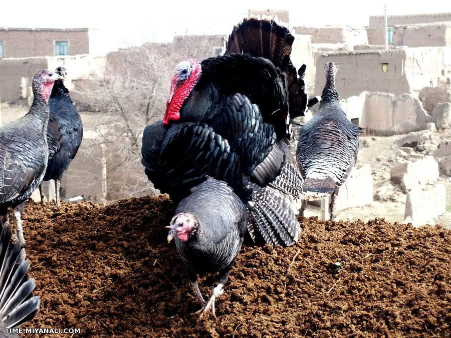 روستای کلوجه اسلام«بوقلمون»