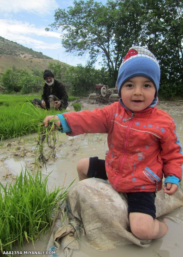 کشاورزی از کودکی تا پیری (مازندران)