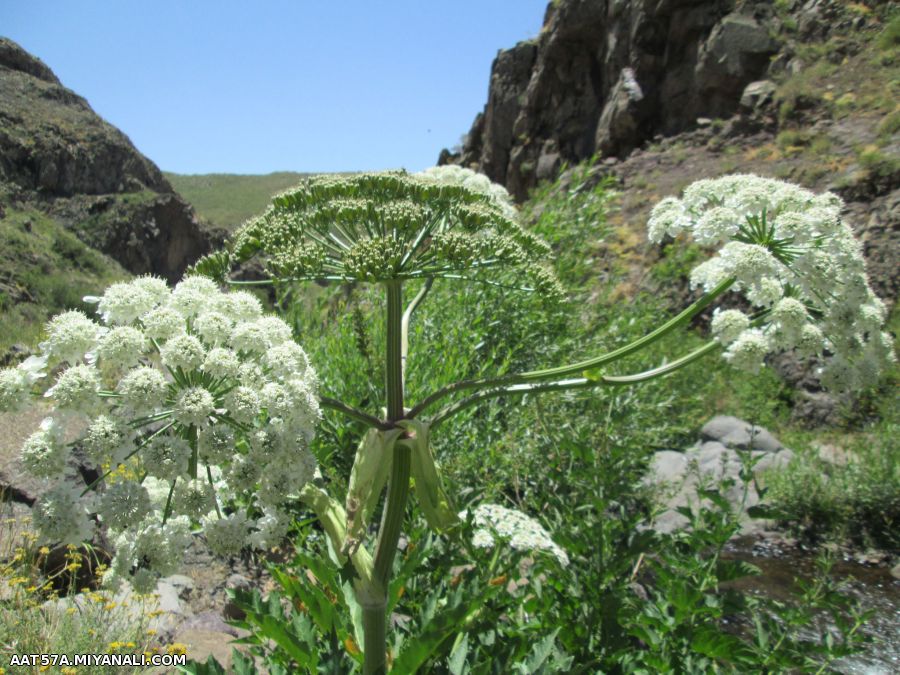 ابشار بلوکان