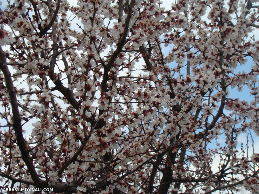 شکوفه های زردآلو(روستای آونلیق-میانه)