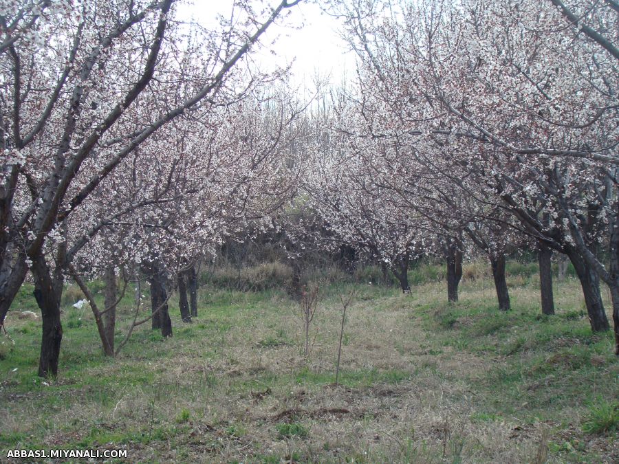 شکوفه های زرد آلو (روستای آونلیق-میانه)