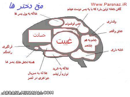 ساختار مغز دخترا کشف شد