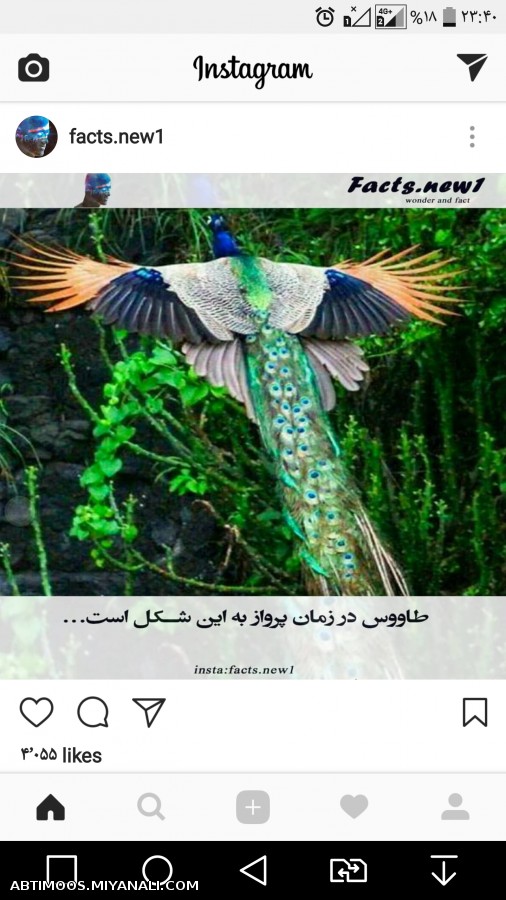 زیبایی