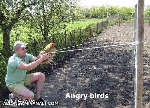 angri birds