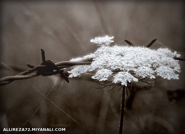 دیگه نوبت توئه