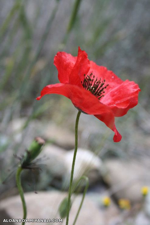 اینم برای دوستای عزیز!