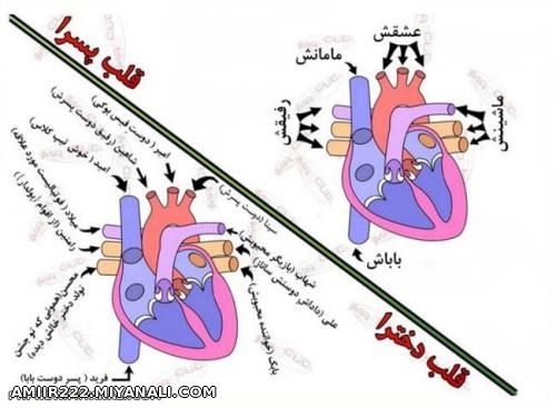 عکس قلب(جالب)