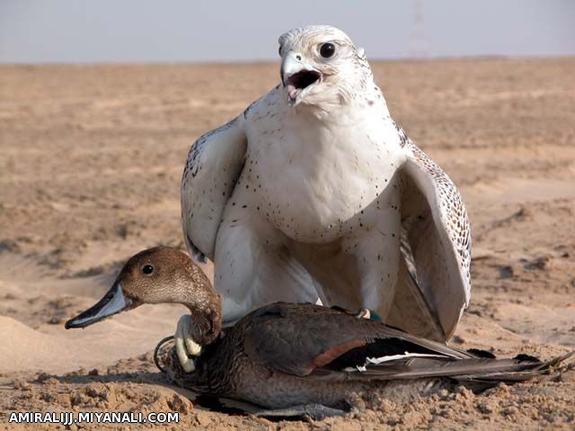 سیمرغ من