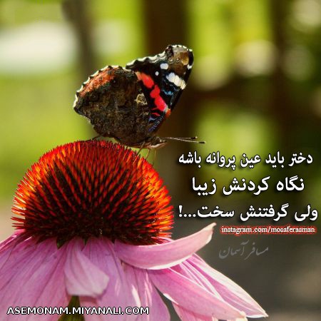 همچو پروانه...