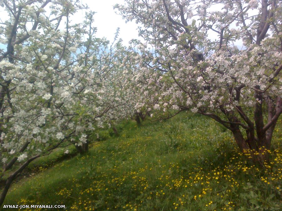 طبیعت بهاری ینگجه