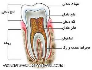 دندان