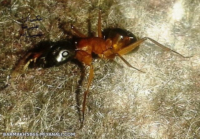 نوعی از مورچه های روستای ایشلق میانه