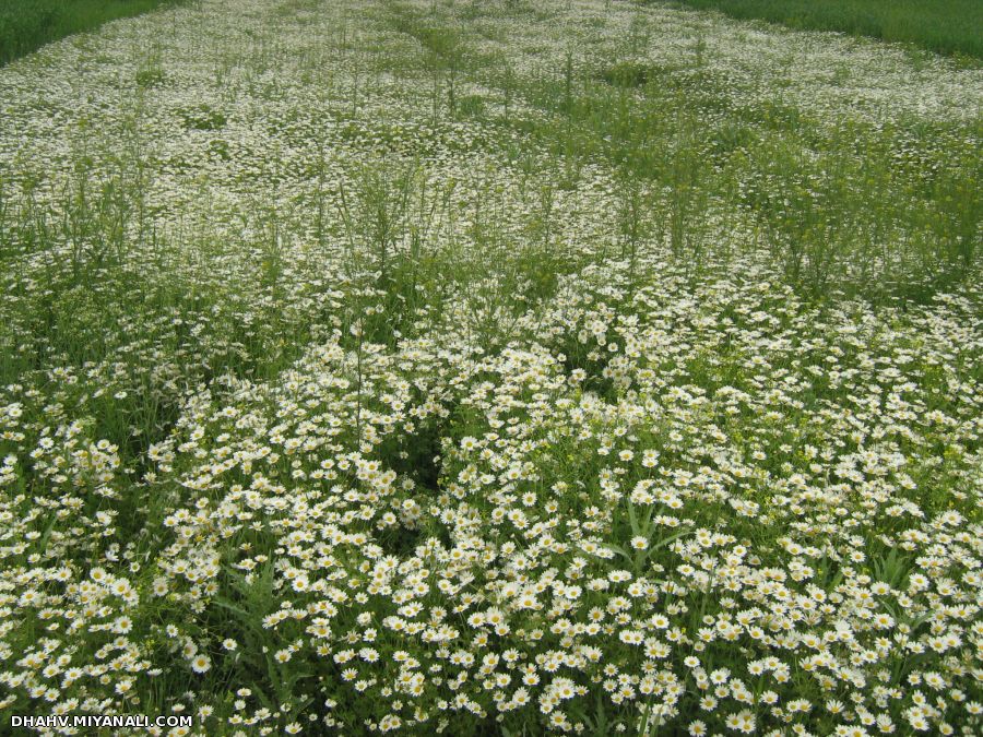 طبیعت ترکمانچای