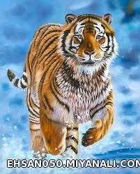 tiger