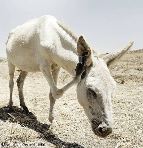 پشت خطی