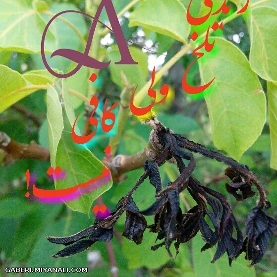 زندگی