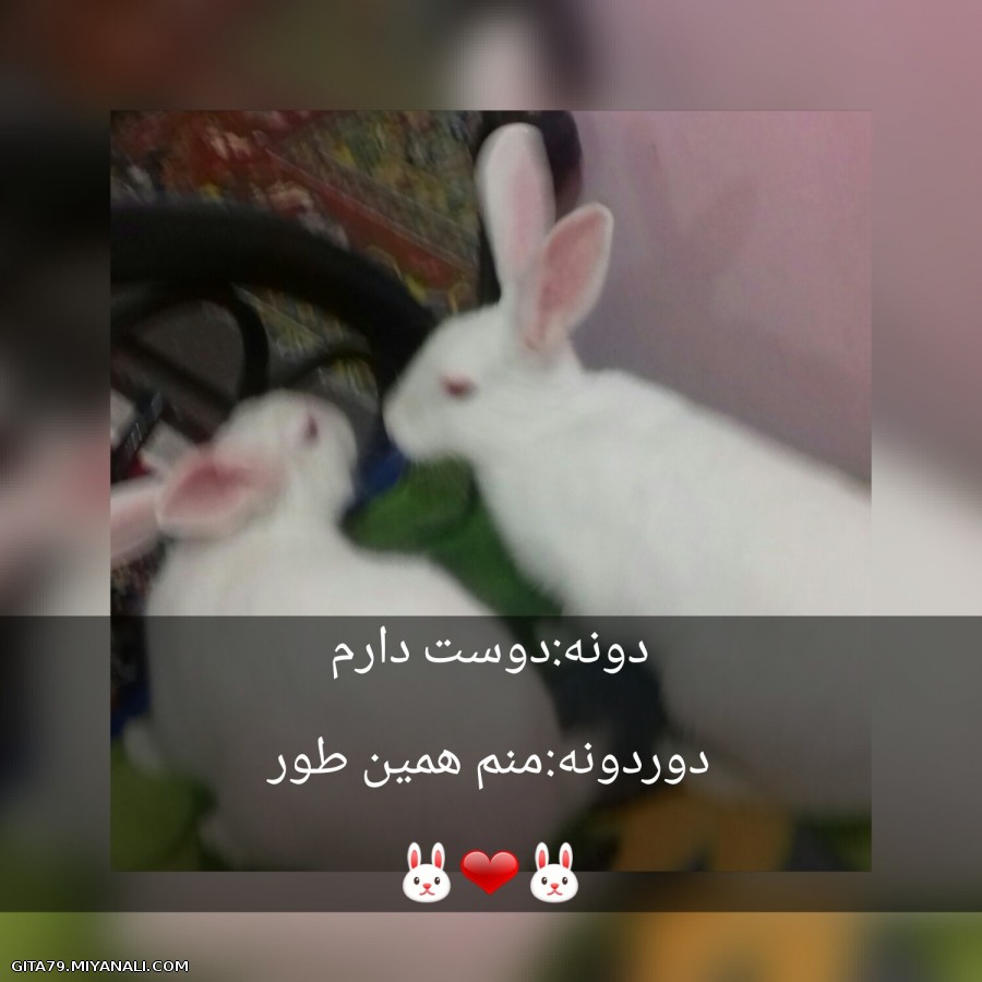 شکار لحظه ها