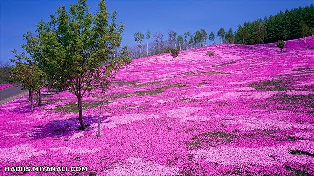 مفتخرم که این تصویر زیبای بهاری رو هم به پاس زحماتشون  تقدیم کنم به جناب  آقای  پرهام