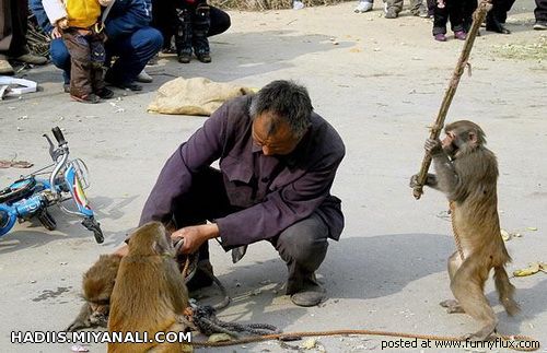 ولش کن عمو  وگر نه با این چوب مغزتو متلاشی میکنم