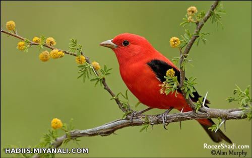 آه ، آدرس ما رو نداری ؟ کوه دل ، میدان غم ،