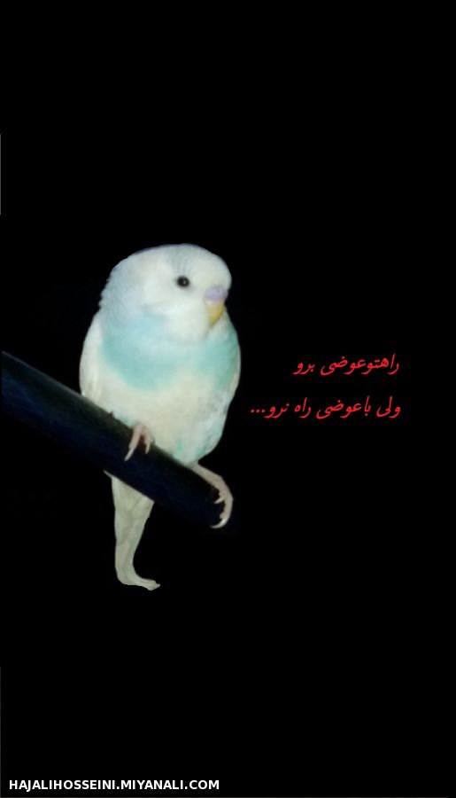 مرغ عشق ناس ناس