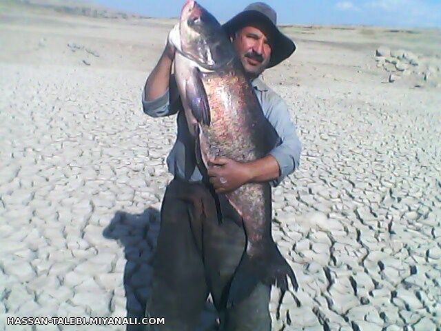 و اینهم نمونه دیگر از ماهی بزرگ سدهای میانه