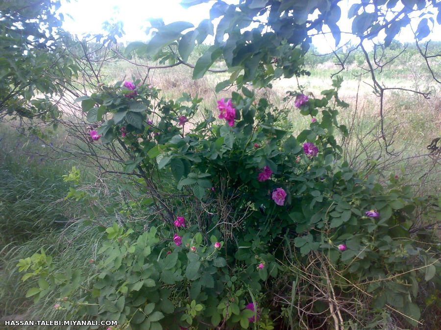 تصاویری زیبا از باغات النجارق نگین شهرستان میانه