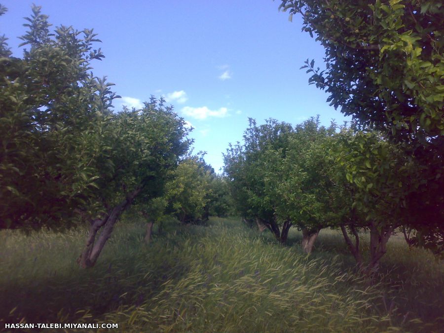 تصاویری زیبا از باغات النجارق نگین شهرستان میانه