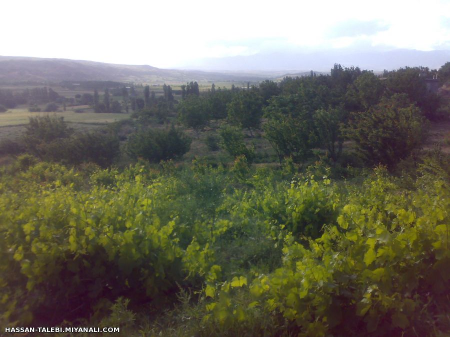 تصاویری زیبا از باغات النجارق نگین شهرستان میانه