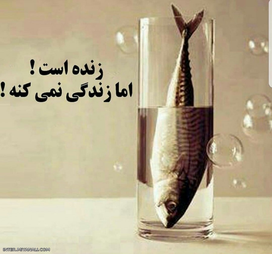 زنده است ...