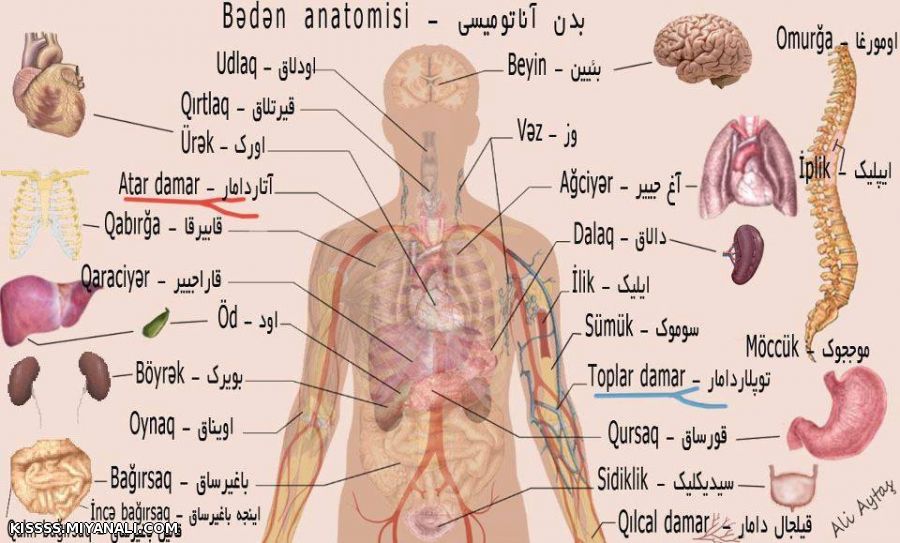 نام ترکی اجزای بدن...