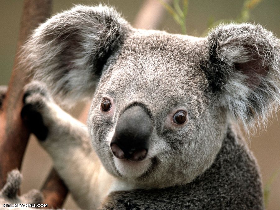 koala