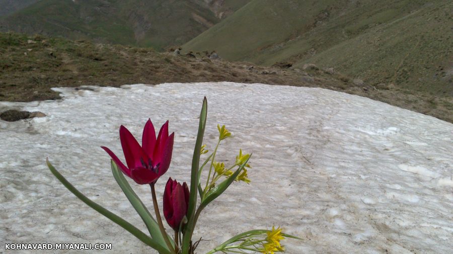 طبیعت بزقوش