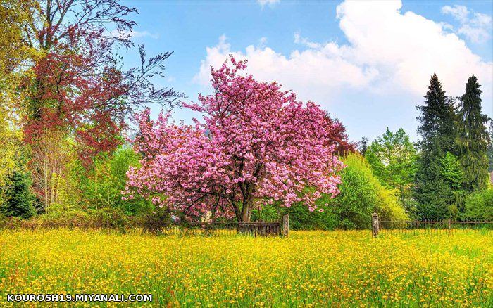 زیبایی