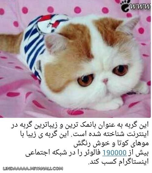 زیباترین گربه جهان^_^