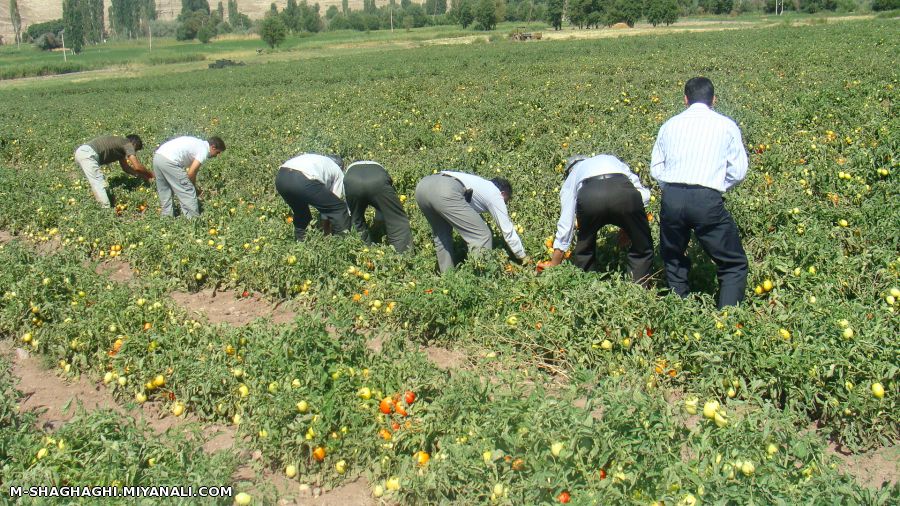 برداشت گوجه فرنگی از مزارع میانه