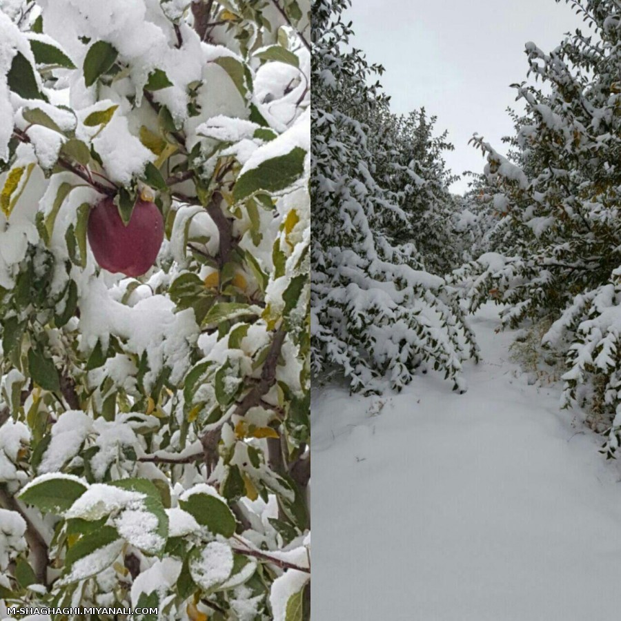 خسارت به درختان سیب روستای توشمنلو از توابع شهرستان میانه قبل از برداشت 