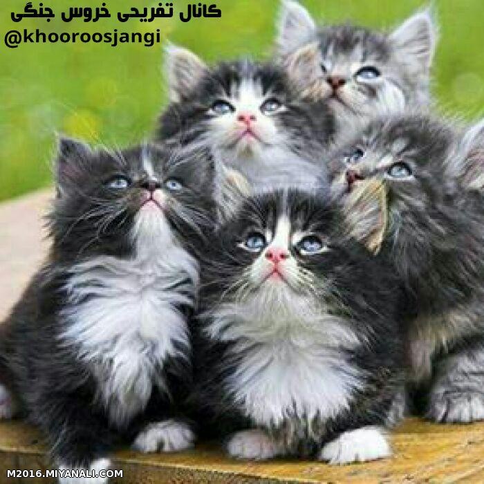 به اینا کفتن از اون بالا کفتر میاد