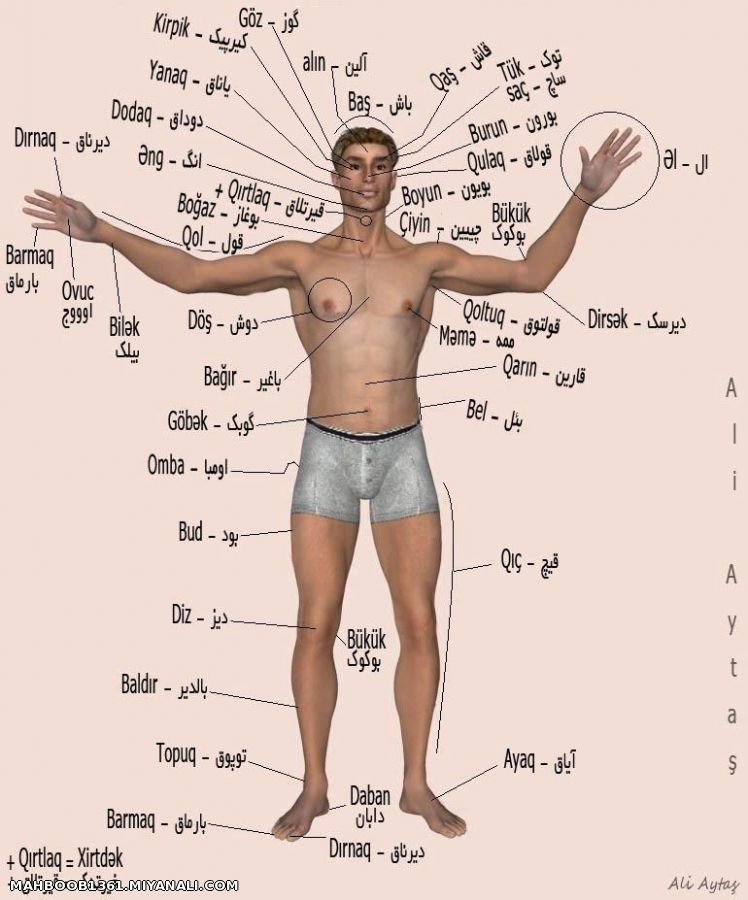 اعضا بدن به زبان مادری(ترکی)