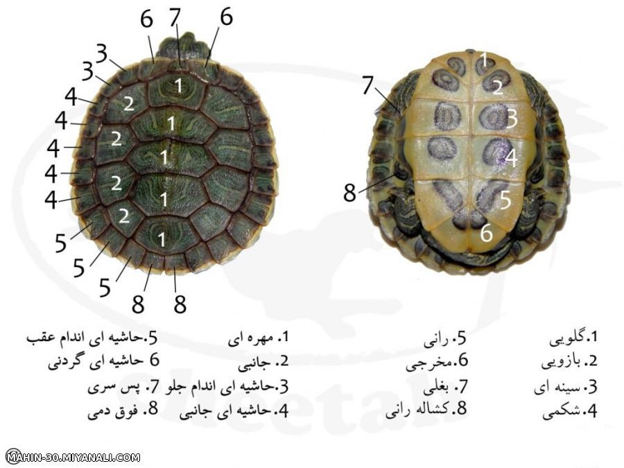 من یک لاک پشت خریدم اینم دفترچه راهنماش