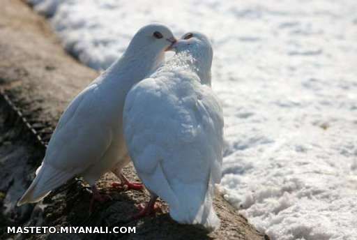 لب گرفتن اینارو ببین چقدر قشنگه.............