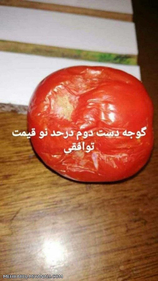 فروش گوجه