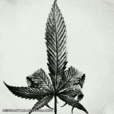 I LOVE WEED